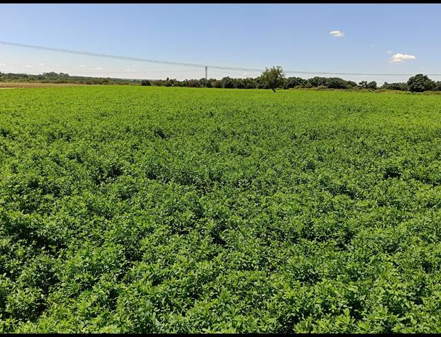 36HA FARM FOR SALE IN BRITS RURAL